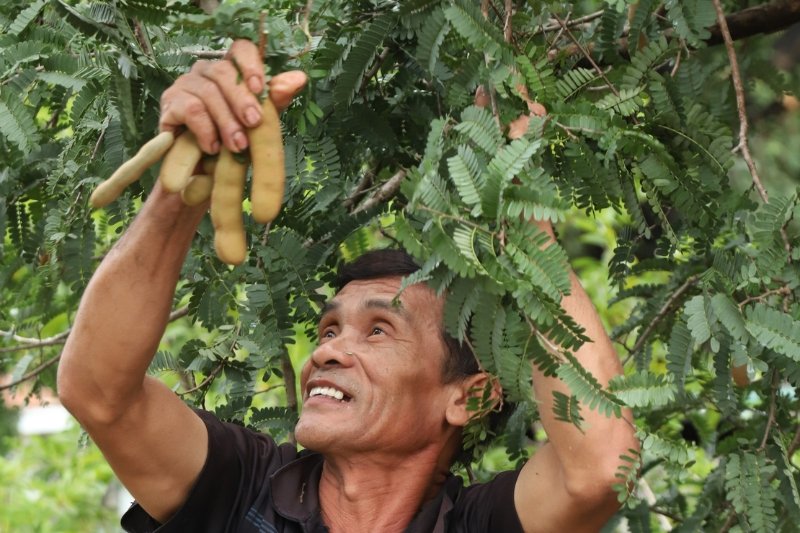 Vietnamese farmer harvesting ingredients at source